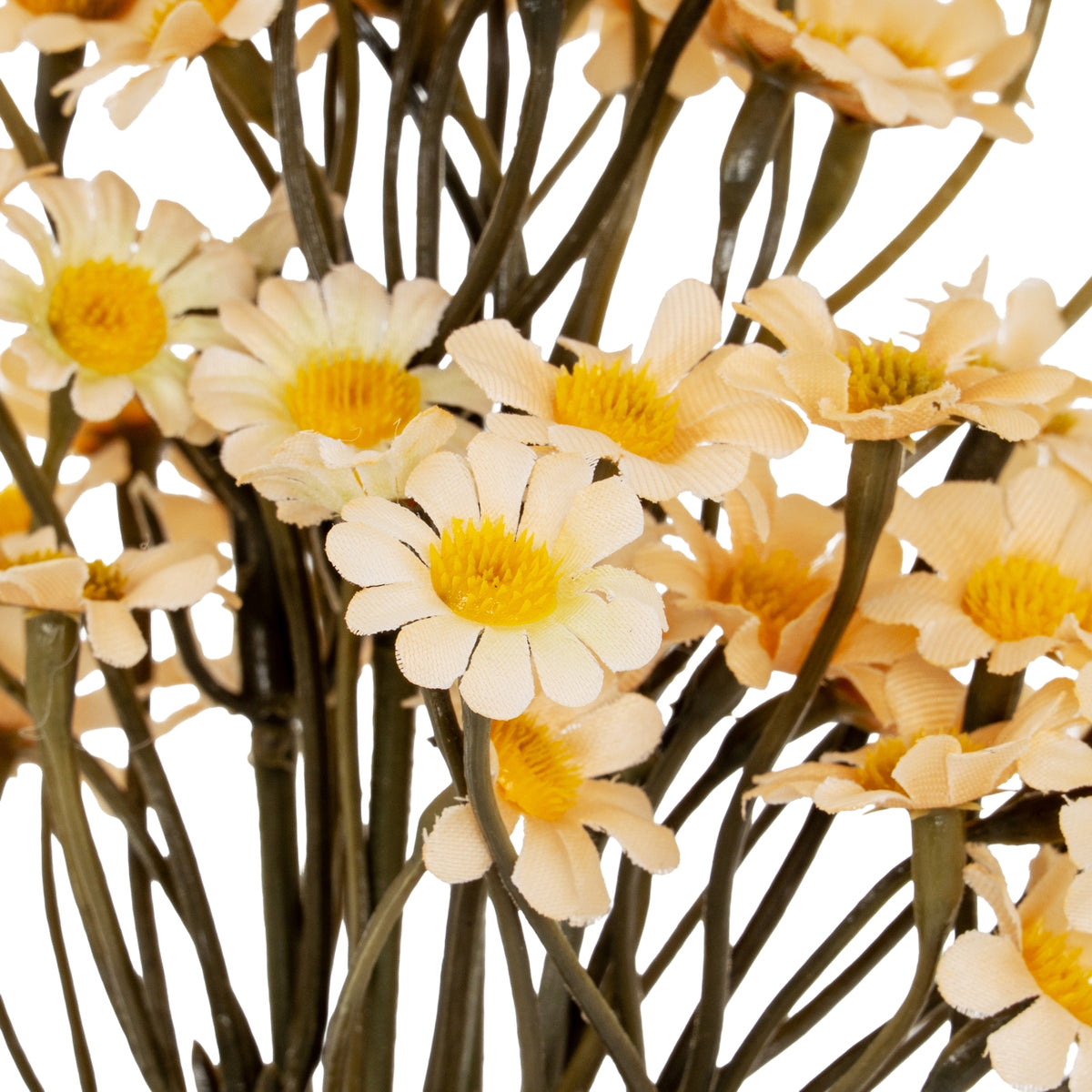 Cream Daisy Bunch