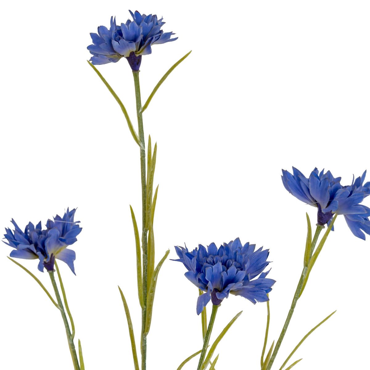 Blue Cornflower Stem